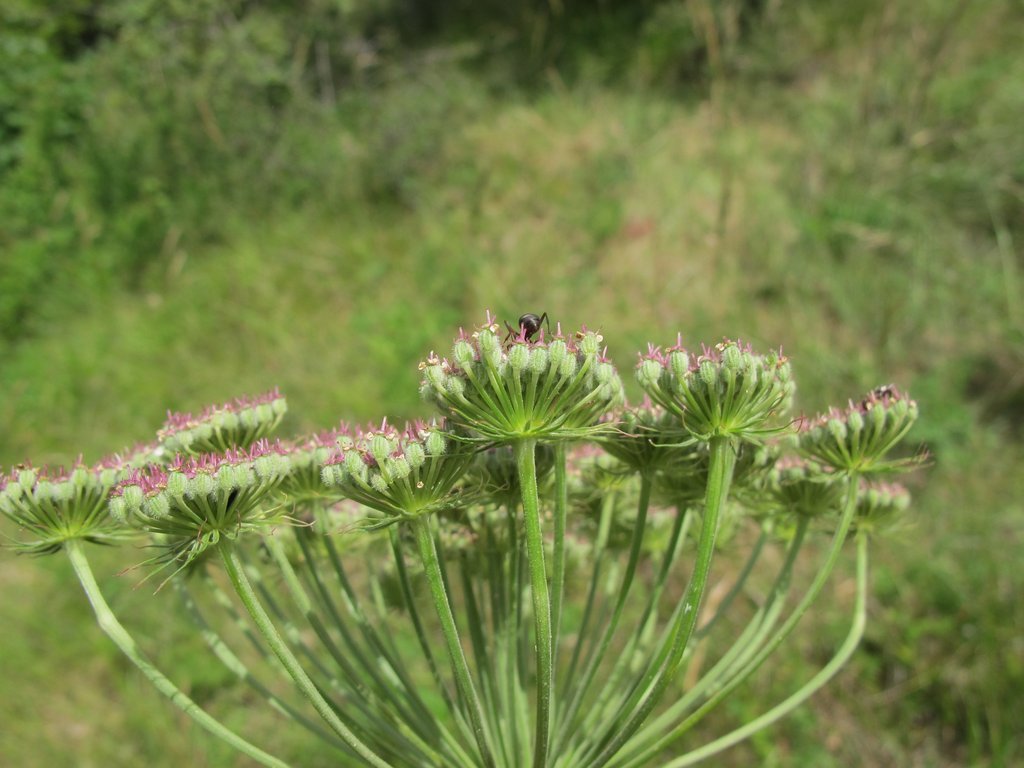 Libanotis pyrenaica